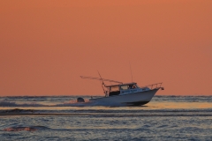 Angry Pelican cover shot (1)